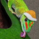 gecko95