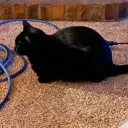 .inkyys