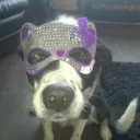 mrdiesel_