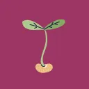 sinsir_bean