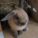 feipantuzi