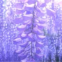 wisteriapeaks8651