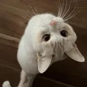 mikeyz1_