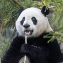 avatar Creative Capricorn