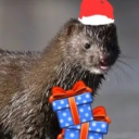 avatar Creative Capricorn