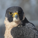 avatar Creative Capricorn