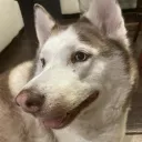 dogsreignsupreme