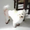 wtvrho