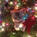 avatar ੈ✩‧₊˚ ۷ąŋƈɛ ⋆.ೃ࿔*:･