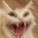 calliezehir