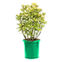 shrubs_'s Avatar