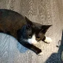 _catto.