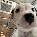 poochelli#0