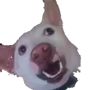 tuttuthedog