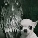 slwoz