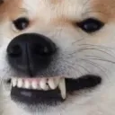 _bomba666_ avatar