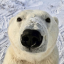 ArcticWhite