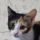 stmicropie