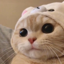 avatar ! Fornysss🧃