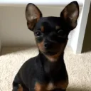 bluegamerdog