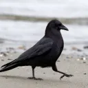 raiderfenrir