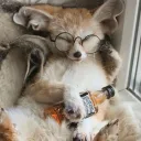 foxjitas