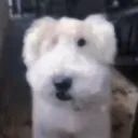 oxtaa_