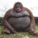 fatmus