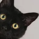 yashwrio.rio01 avatar