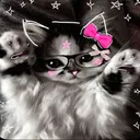 silly_cat_137