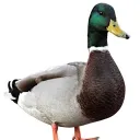 r_oci