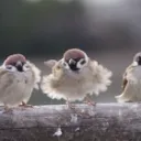 heeucyu