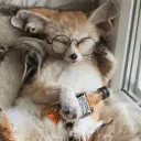 theshibaborks