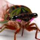 .cicadas
