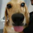 avatar Tyrannosaurus17