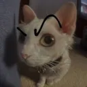 bongocat007