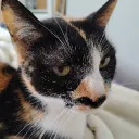 jaquiethecat
