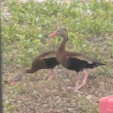 avatar ✨Andromeda✨