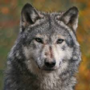 warriorbear member profile picture