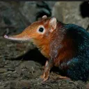chu_upa