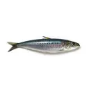 tachibananaa