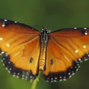 nemo9505