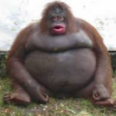 avatar 🌲ᛟᛣСеняᛉᛟ🌲