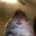 gambit_jabka