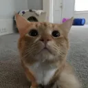 ____tuna