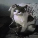 beanieadottv