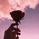 rose011191