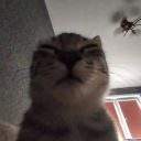 avatar 𝖈𝖆𝖗𝖙𝖊𝖗