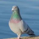 alp.e
