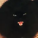 lionfeathersss